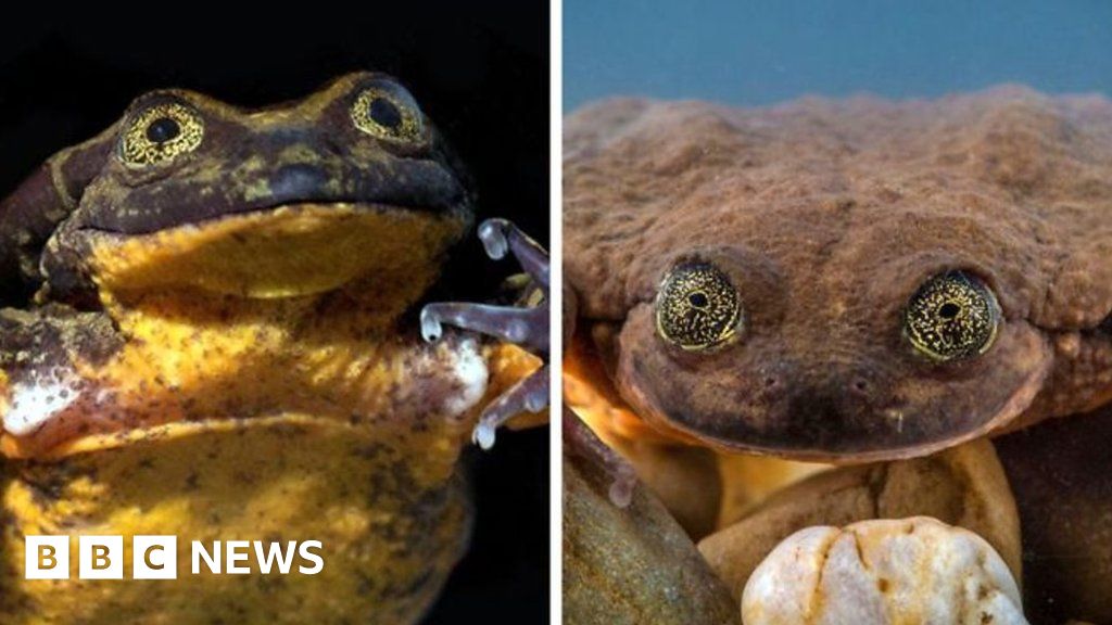 Worlds Loneliest Frog Finds A Possible Mate Bbc News