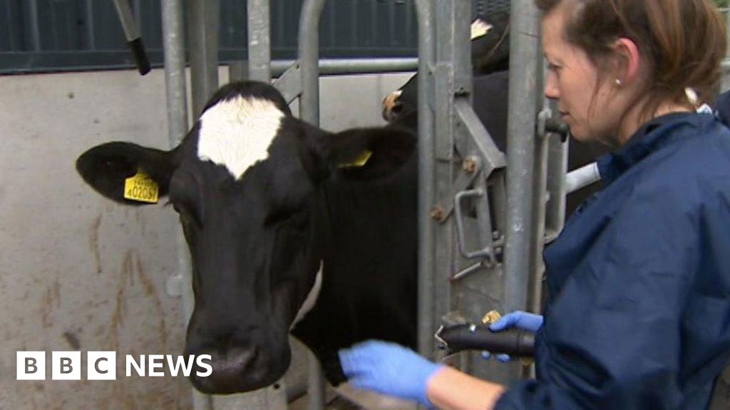 Bovine TB Risk Map Outlined In New Wales Approach