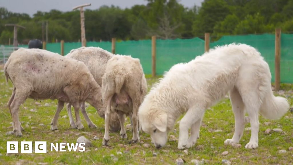 Maremma sheep dogs trained to protect Highland herd from sea eagles