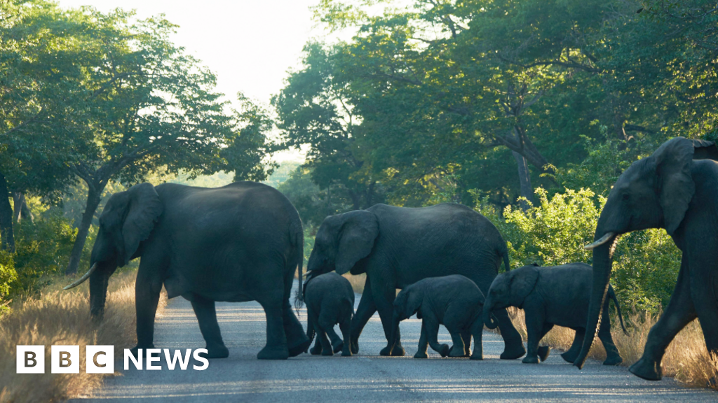 Zimbabwe’s dilemma over deadly elephant attacks – Brussels Reporter