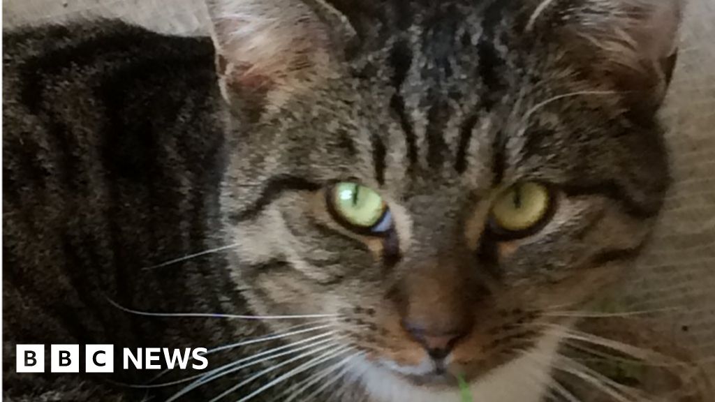 Cat 'beaten and run over by motorcycle' in Wrexham - BBC News