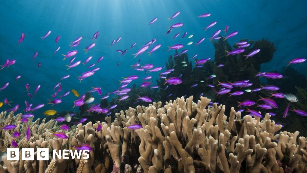 Climate change severely damaging world's oceans, major new report warns - BBC News