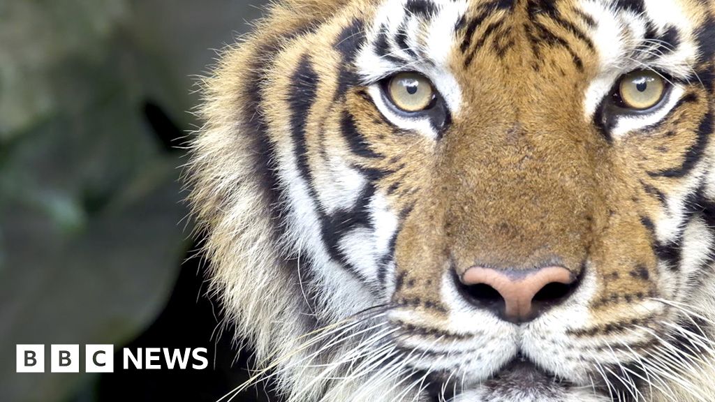 Nepal: Return of the tigers brings both joy and fear