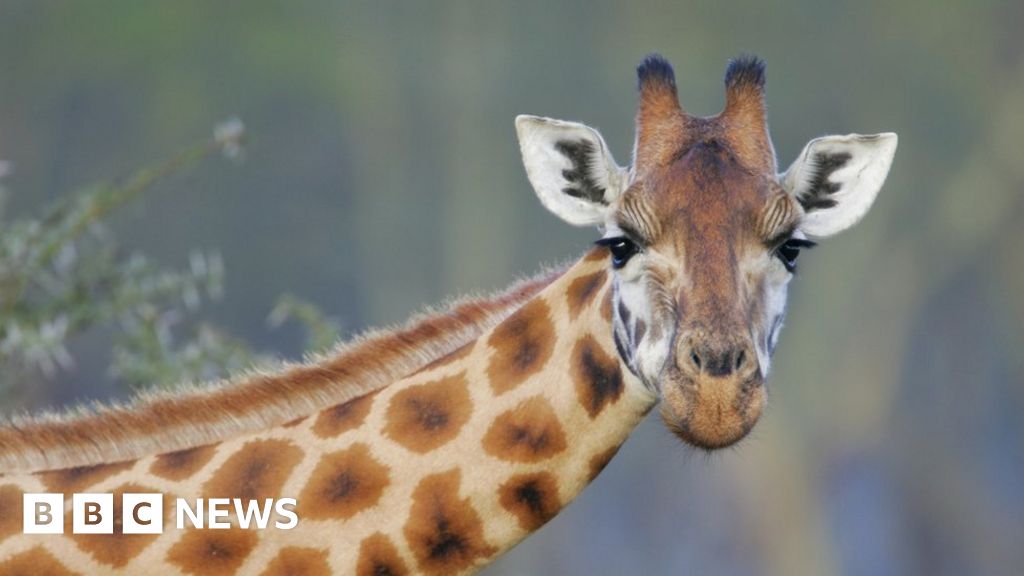 marwell-zoo-break-in-four-charged-after-giraffe-harassed