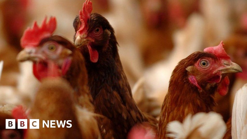 Environmental worries halt Herefordshire farm's poultry plans BBC News