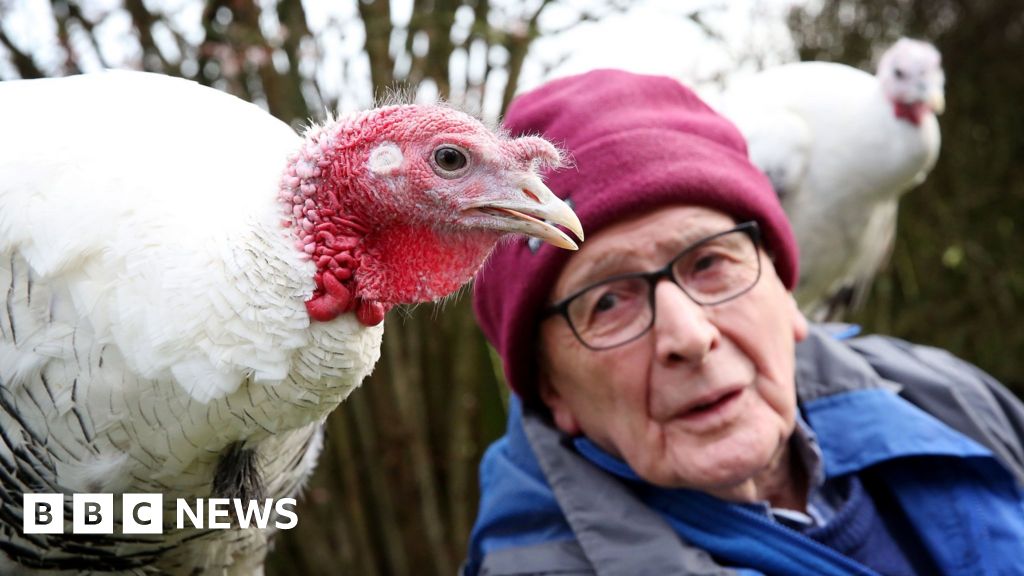 Bamburgh Feathered Friends Ozzy And Sharon Spared Christmas Gobbling