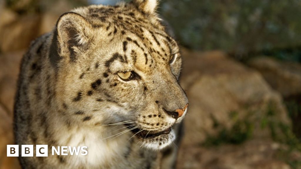 Twycross Zoo conservation 'halted by lack of Brexit kinds' - NewsEverything Europe 1