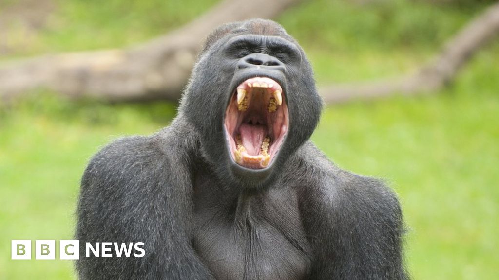 Deadly parasite 'jumped' from gorilla to humans - BBC News thumbnail