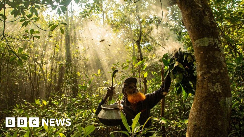 Mangrove forests: Photography winners show beauty of ecosystems