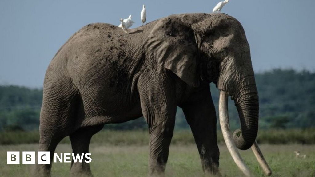 Government says it remains committed to banning hunting trophies