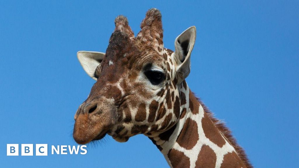 'Netflix' giraffe Bashu put down after suffering kidney failure