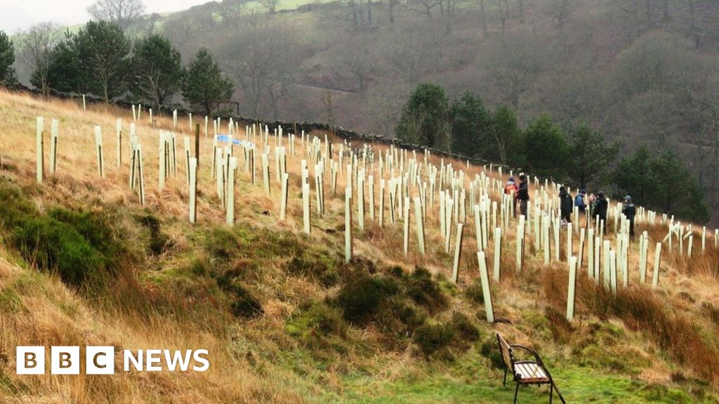 Tree planting 'can reduce flooding' BBC News