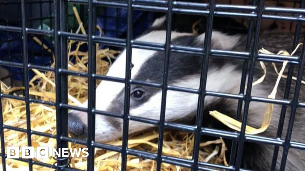 Badger falls Superdrug by Northampton-shop-ceiling