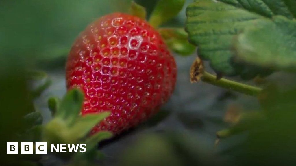 The Strawberry Picking Robots Coming To A Farm Near You Bbc News 