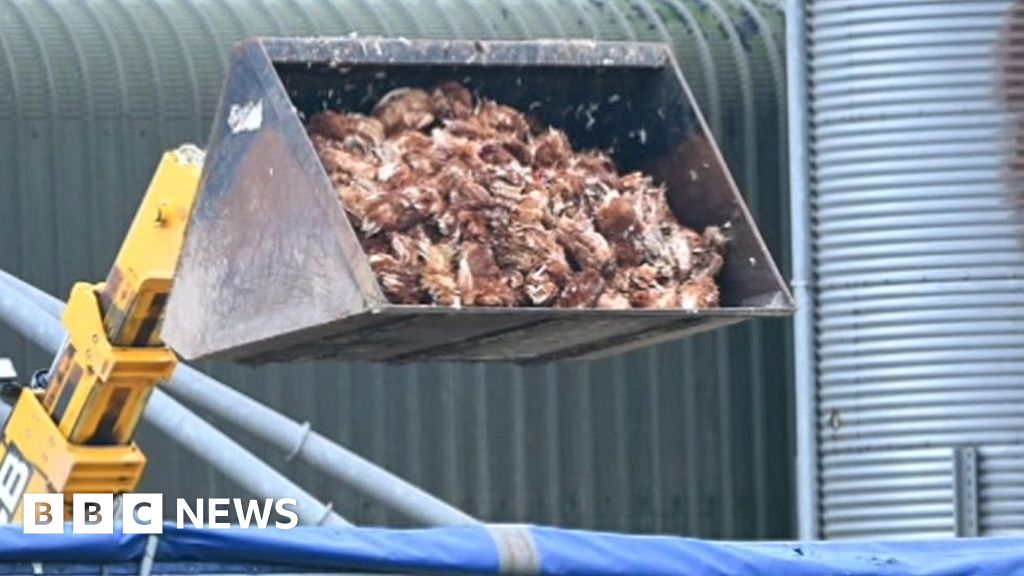 Bird flu in Lincolnshire: 1 million people slaughtered to stop the epidemic