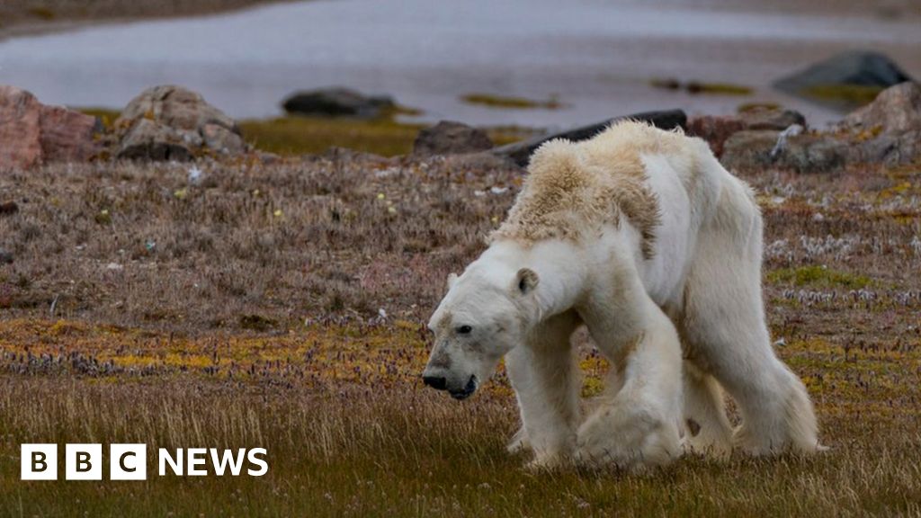 Polar bear video: Is it really the 'face of climate change'? - BBC ...