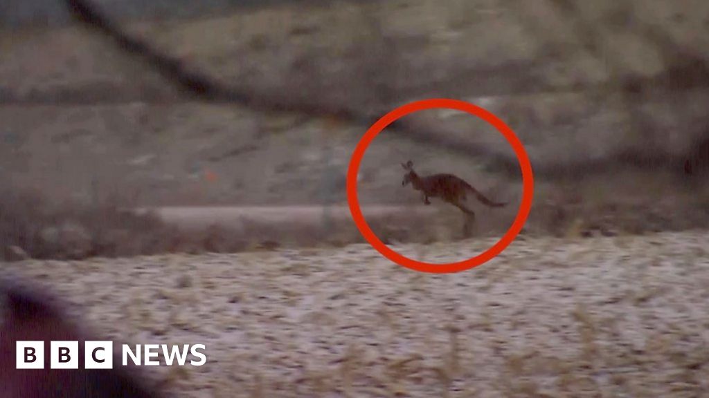 Escaped kangaroo caught in Canada after four-day search