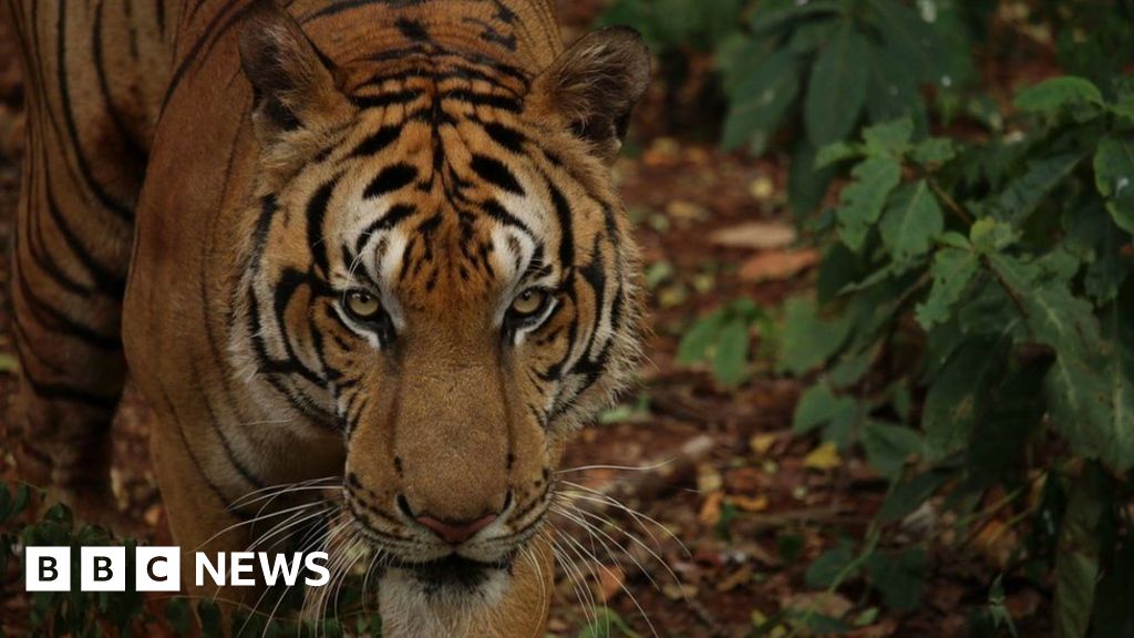 Thailand's Animal Tourism Under Scrutiny After Tiger Temple Raid