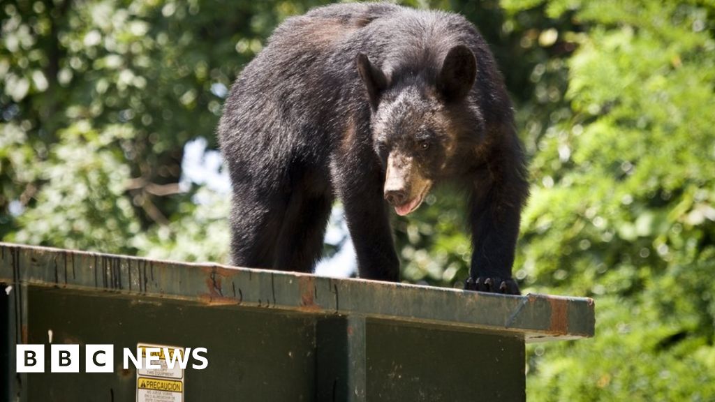 Pourquoi les ours noirs aiment-ils plonger dans les poubelles ?