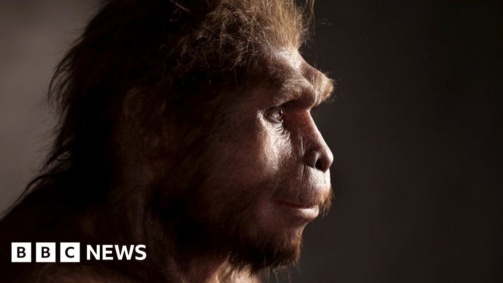 Homo Erectus Ancient Humans Survived Longer Than We Thought c News