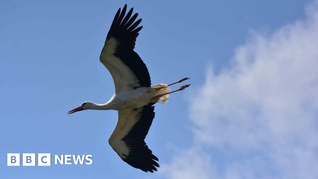 Stourbridge zoo-escape stork spotted in Burnham-on-Sea