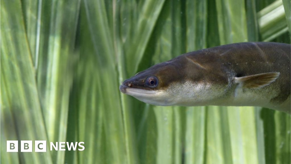 Ancient eel migration mystery unravelled