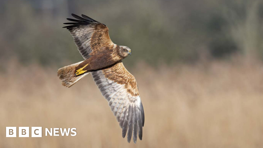 Cornwall Wildlife Trust - Five frequently sighted birds of prey in