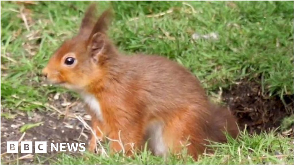 Red Squirrels Are Making The Most Of The Wallington Sun - BBC News