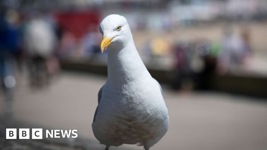 Noisy nuisance or natural wonder? Why there's no easy answer to