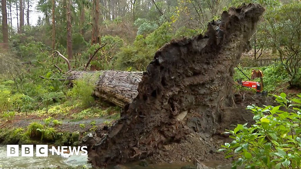 Storm Arwen Rare Mature Trees Among Those Felled By High Winds storm-arwen-rare-mature-trees-among-those-felled-by-high-winds
