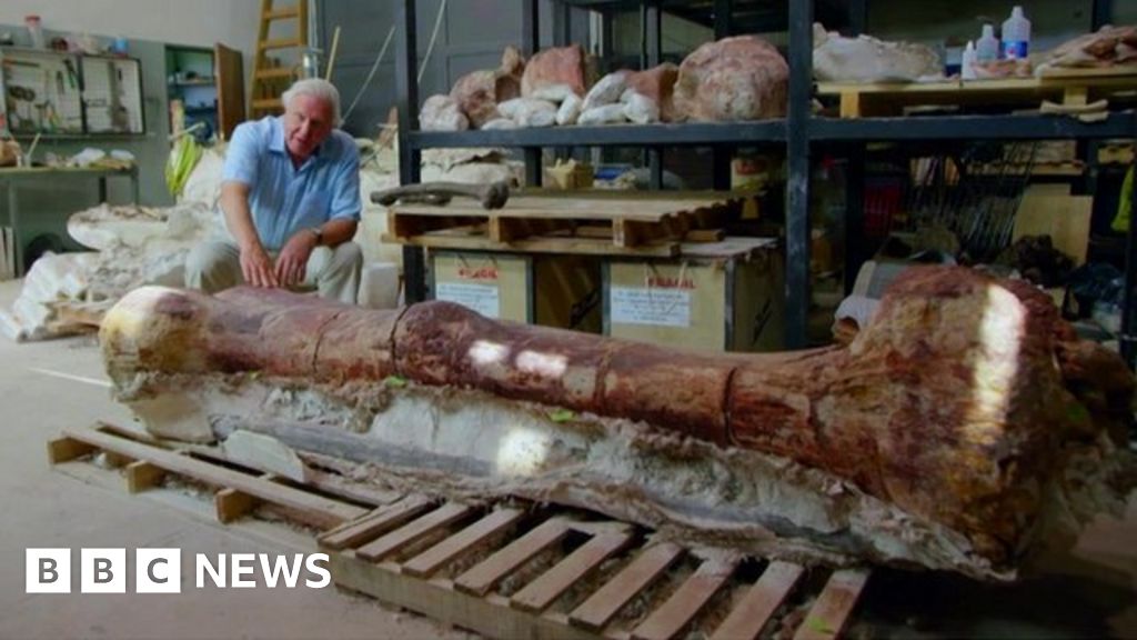 sir-david-attenborough-on-largest-dinosaur-discovery-bbc-news