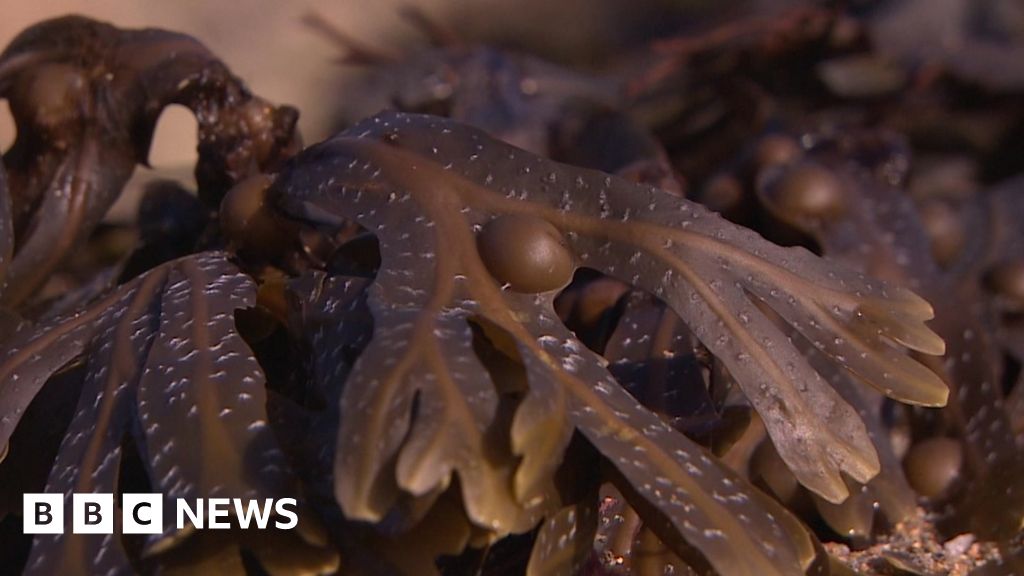 Scientists find seaweed 'can kill' superbug MRSA BBC News