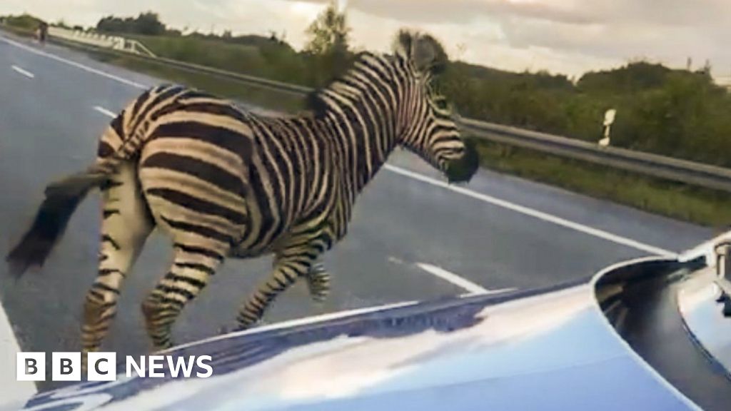 Zebra Shot Dead After Causing Accident On German Autobahn Bbc News