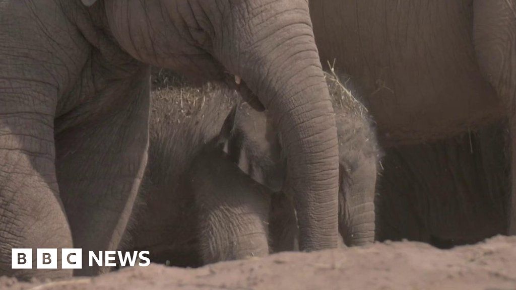 a baby elephant surprised