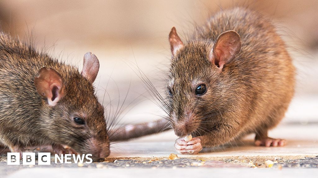 'If you eat here, you're dining with rats'