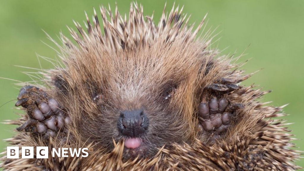 'Doityourself' hedgehog rescuers 'killing with kindness'