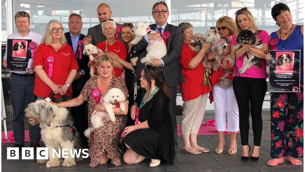 Law proposed to ban puppy breeding farms for Wales BBC News