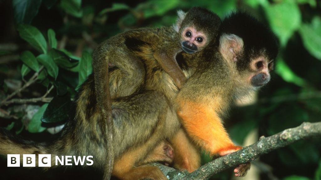 Мъж във френския съд за изчезнали застрашени маймуни