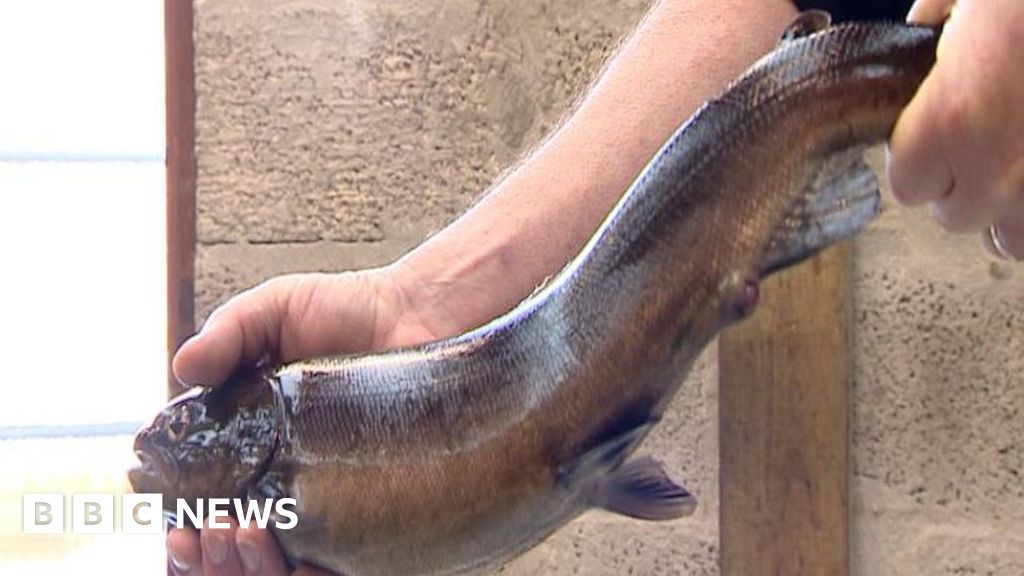 Energy firm completes new salmon hatchery at Contin BBC News