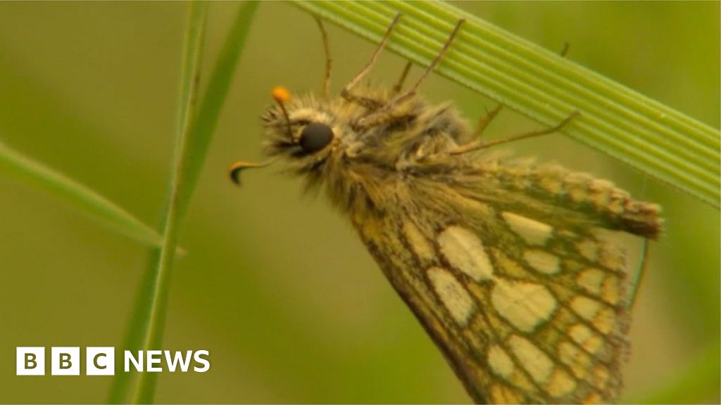 Butterfly extinct in England since 1976 makes return BBC News