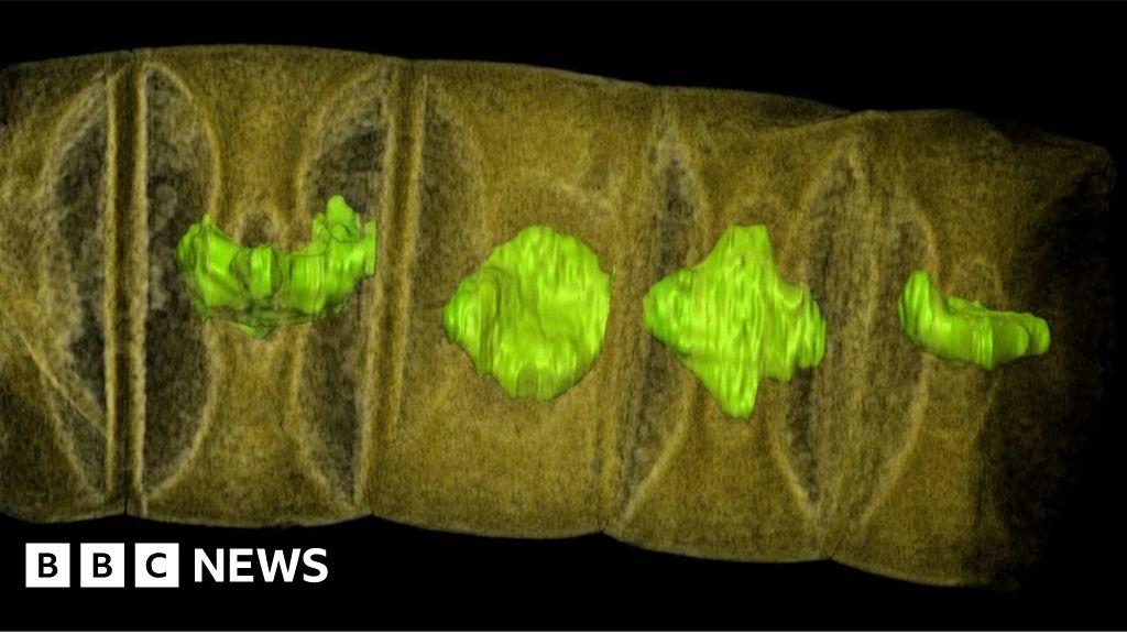 'Oldest plants on Earth' discovered BBC News