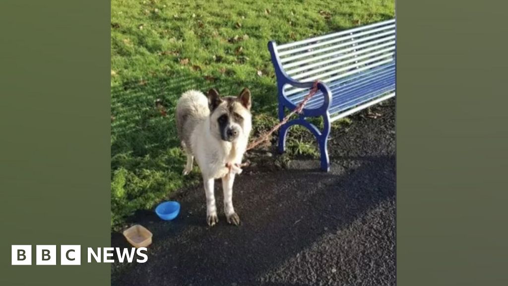 'Hungry and thirsty' dog found tied to Derby park bench