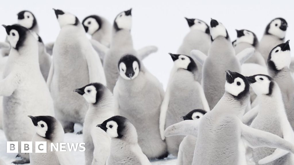 Climate change: Thousands of penguins die in Antarctic ice breakup