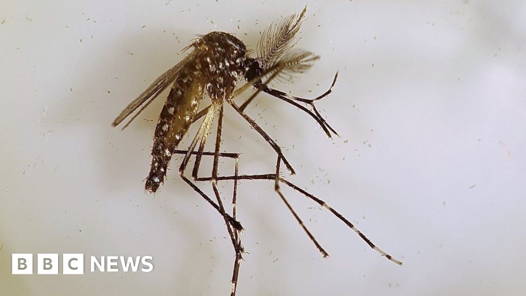 Dengue Fever Outbreak Stopped By Special Mosquitoes BBC News