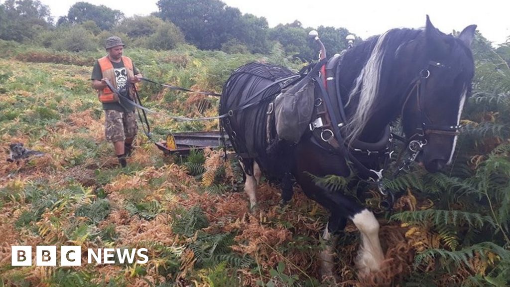 Horses brought in to control bracken on Malvern Hills