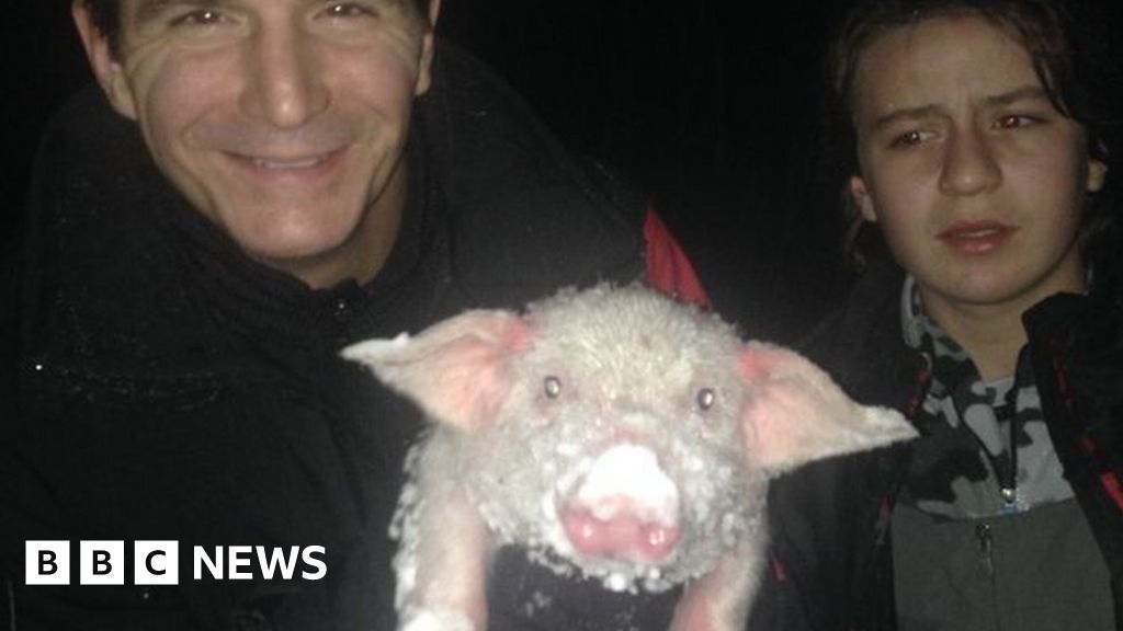 US Blizzard 2016 Family Saves Freezing Piglet From Snow BBC News