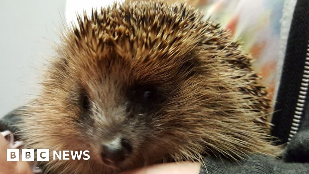 Blind hedgehog stolen in Leeds van theft