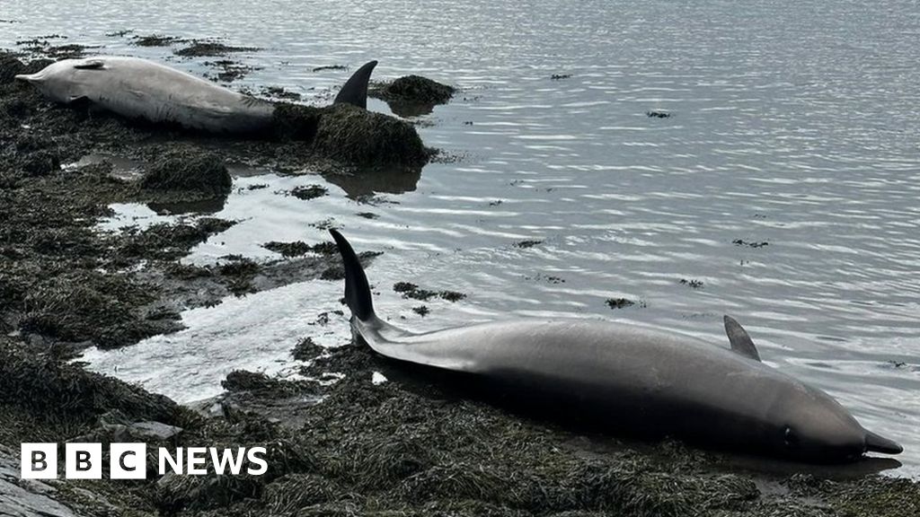 Why 23 Dead Whales Have Washed Up on the East Coast Since December