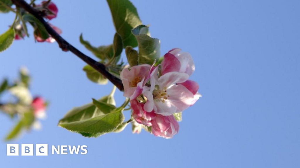 Orchards vanishing from the landscape, says National Trust