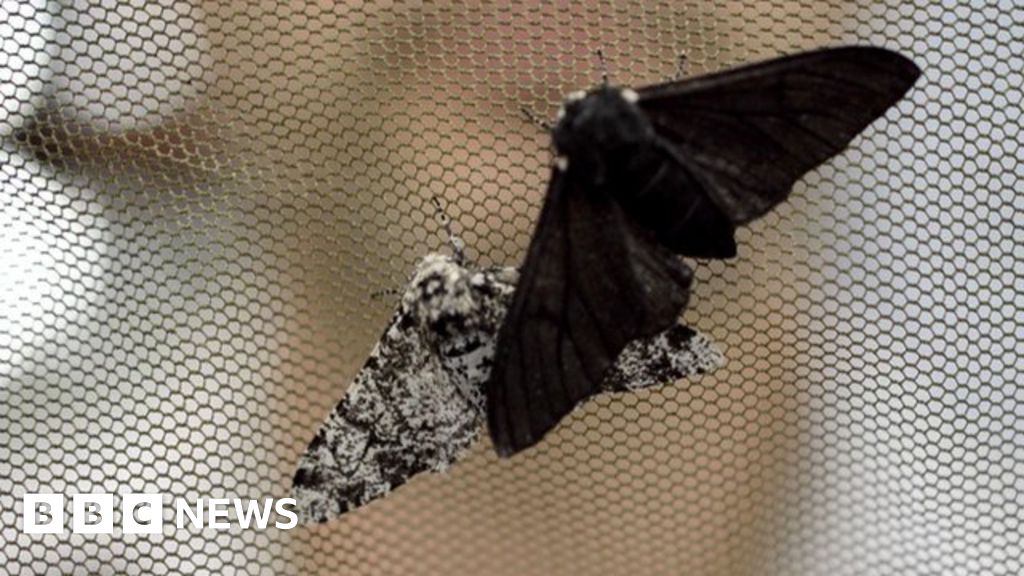 Famous peppered moth's dark secret revealed BBC News